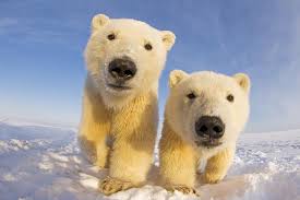 Global warmings effect on polar bears